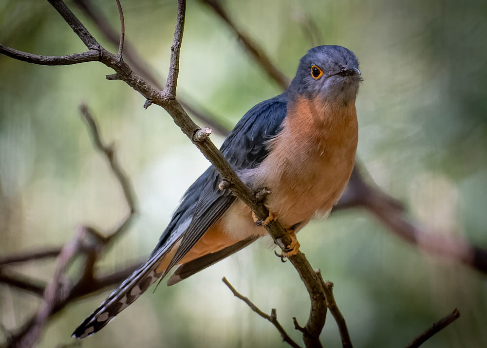 Fan-tailed Cuckoo