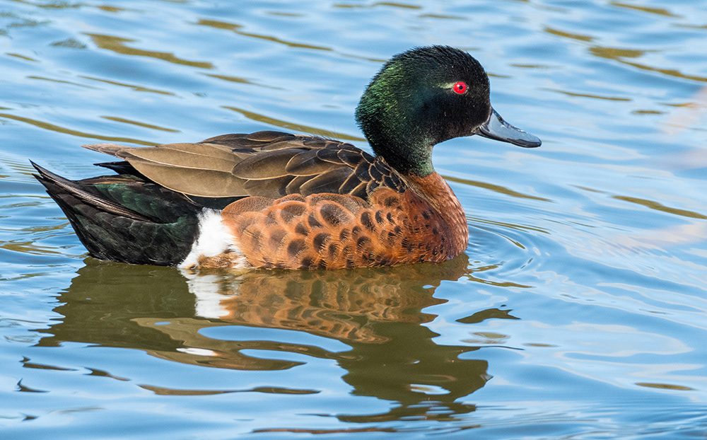 Chestnut Teal