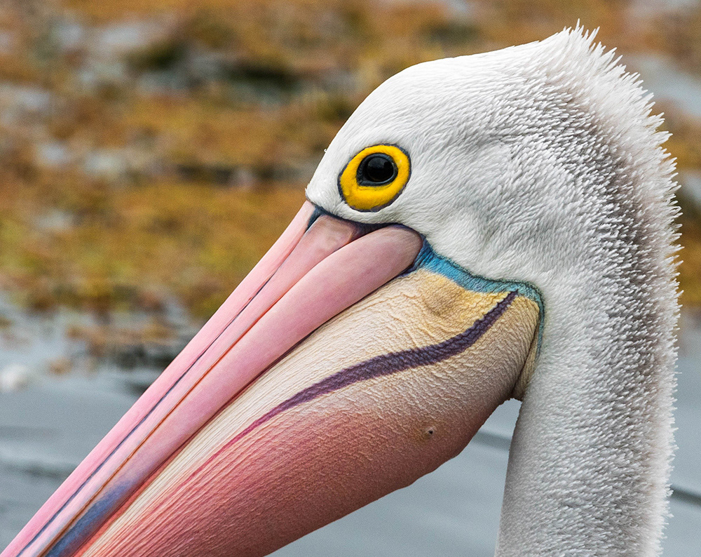 Australian Pelican