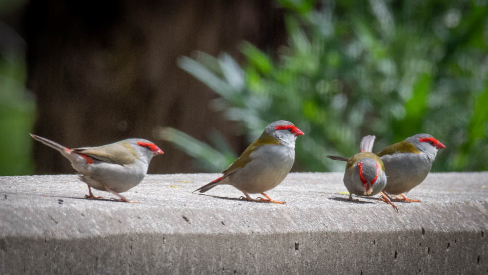 Red-browed Finch