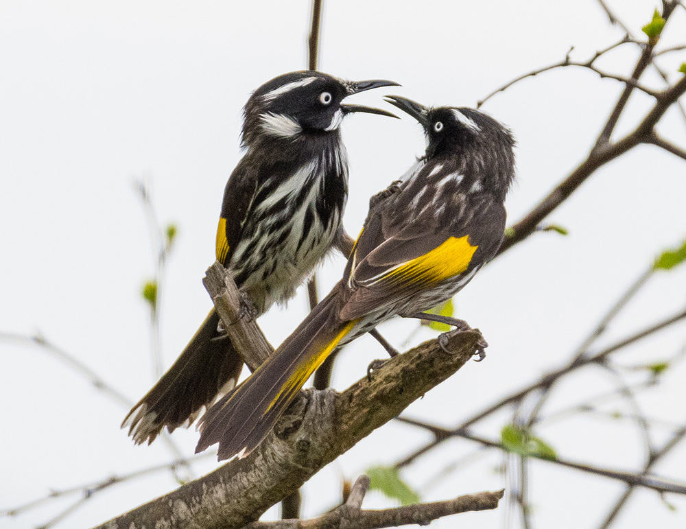 New Holland Honeyeater