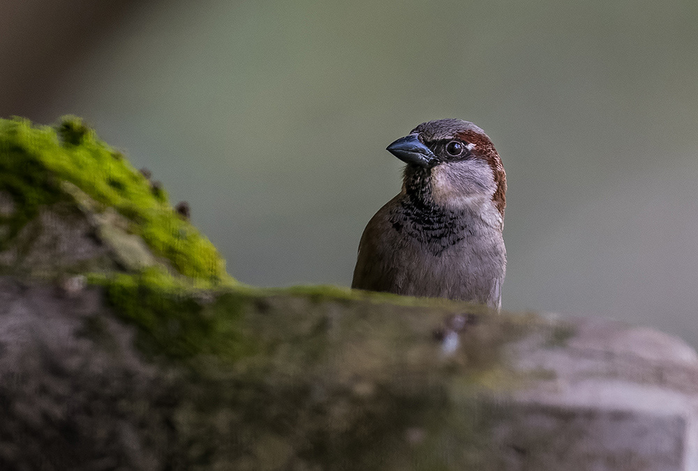 House Sparrow