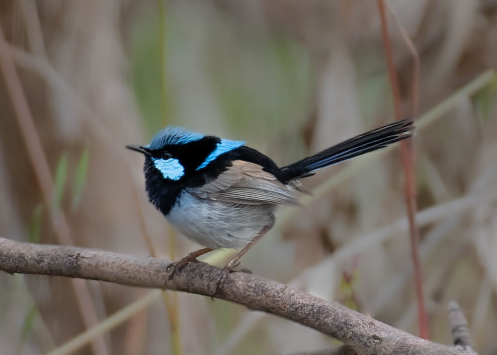Superb Fairywren