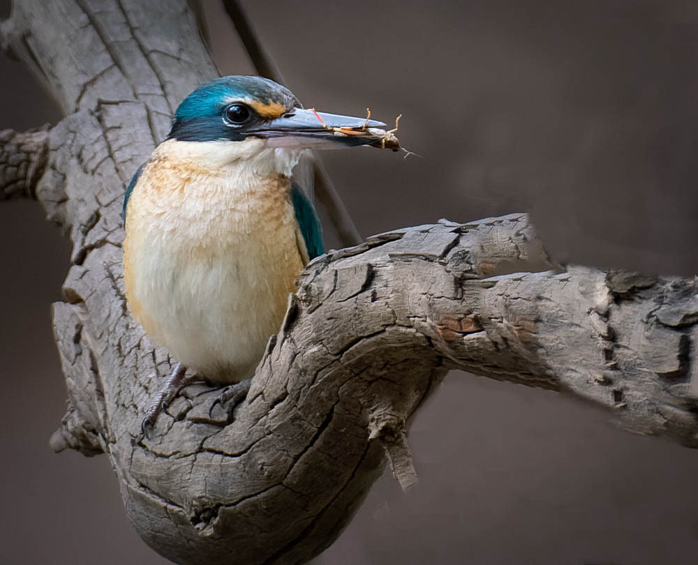 Sacred Kingfisher