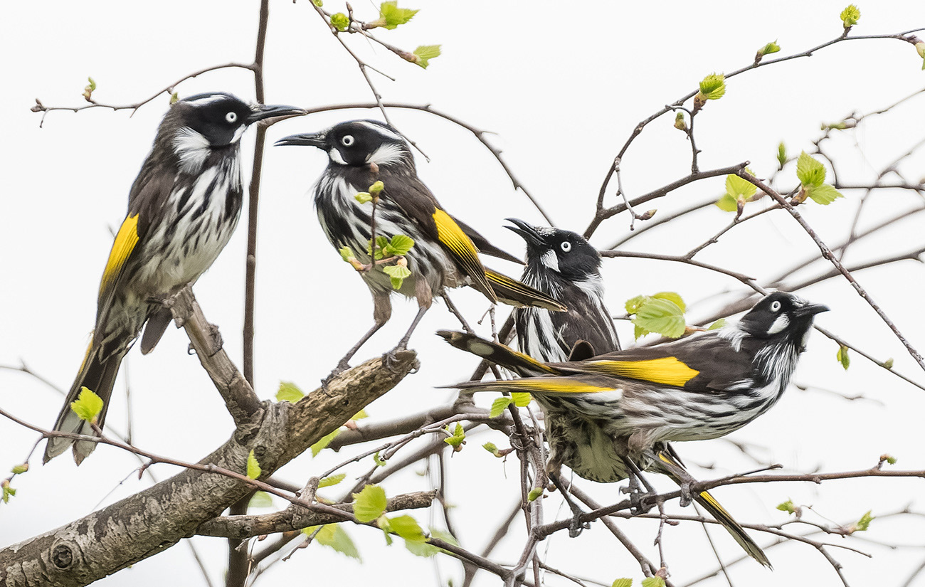 New Holland Honeyeater