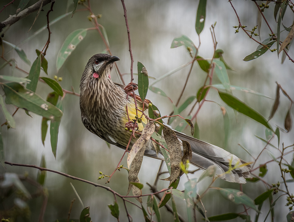 Red Wattlebird