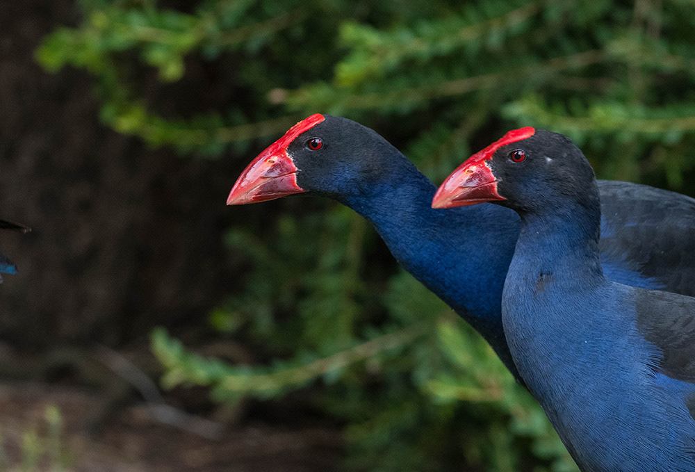 Australian Swamphen