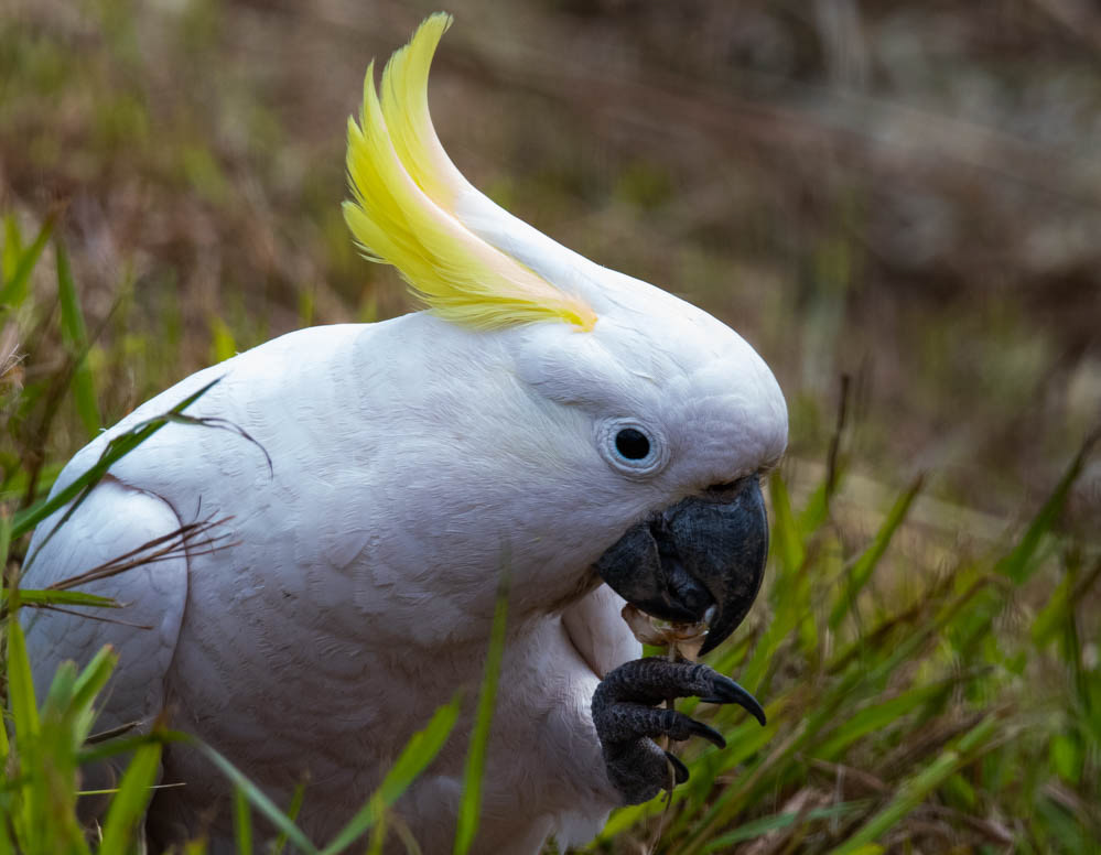 Sulphur-crested Cockatoo