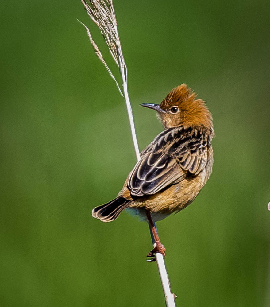 Golden-headed Cisticola