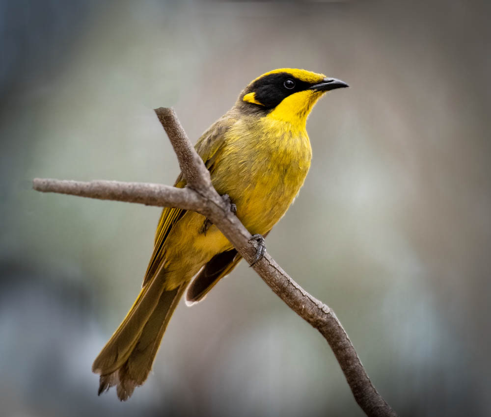 Yellow-tufted Honeyeater
