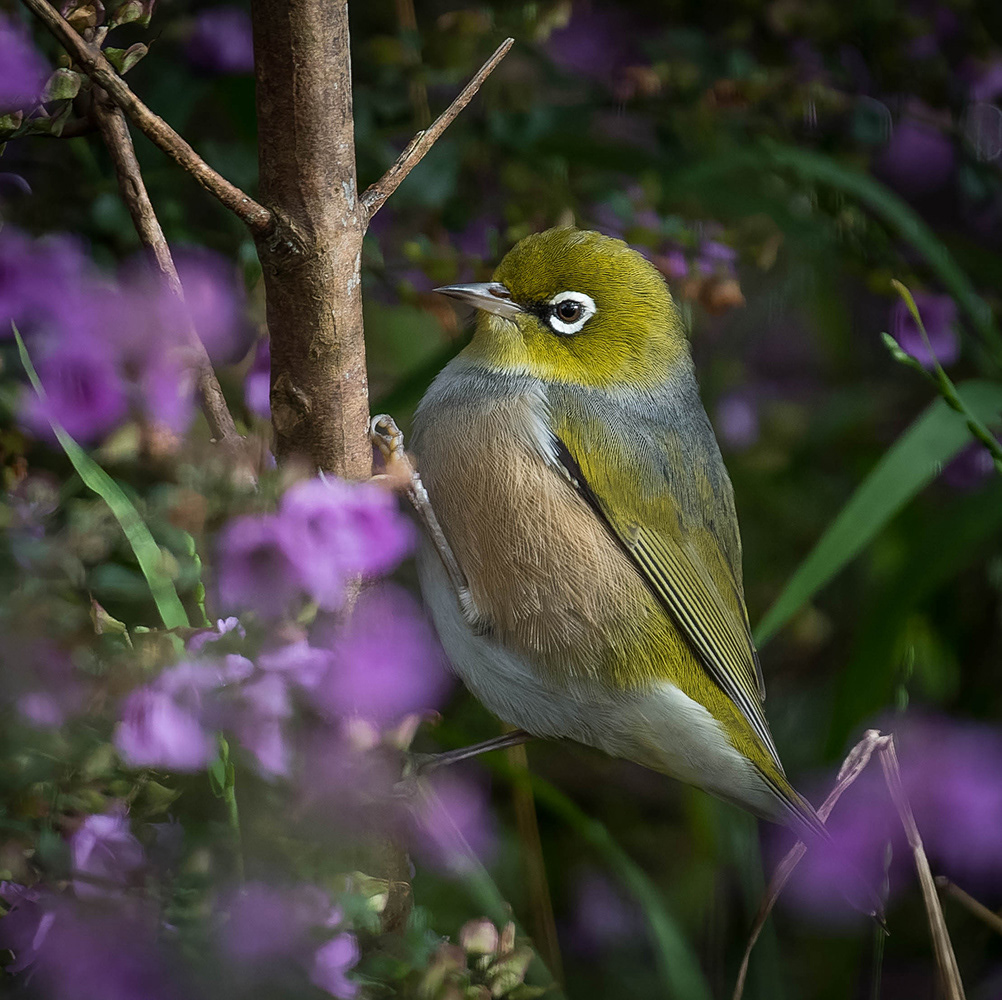 Silvereye