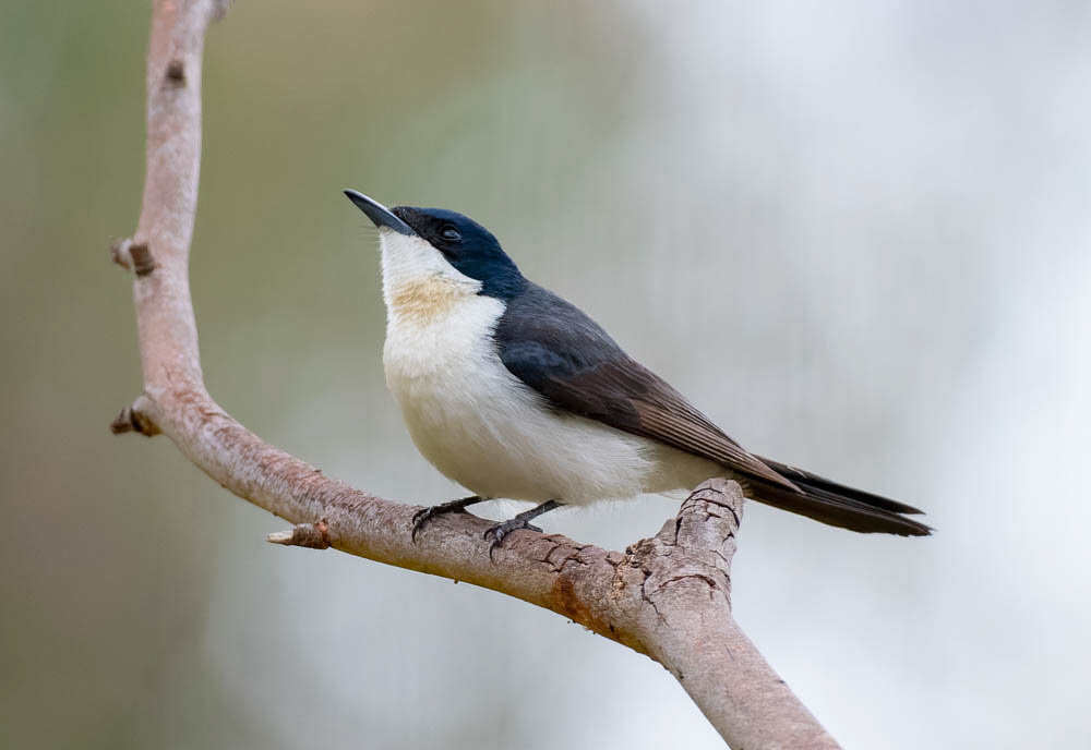 Restless Flycatcher