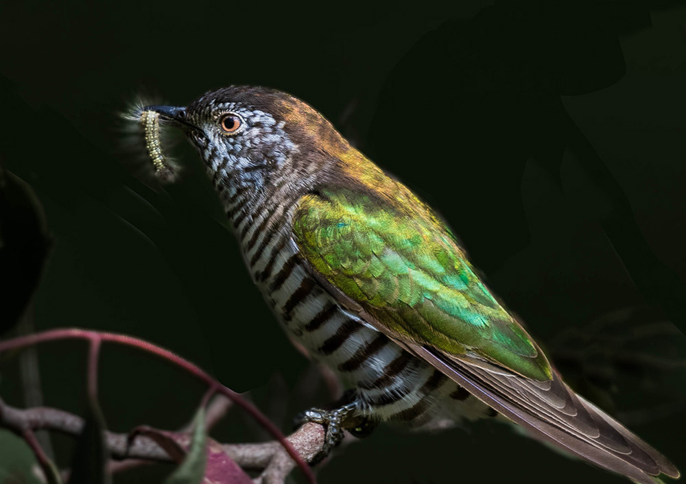 Horsfield's Bronze-Cuckoo