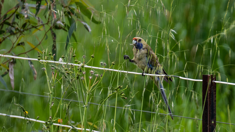 Crimson Rosella (Yellow form)