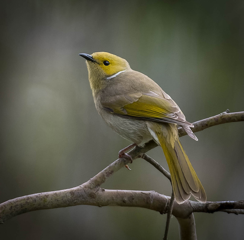 White-plumed Honeyeater