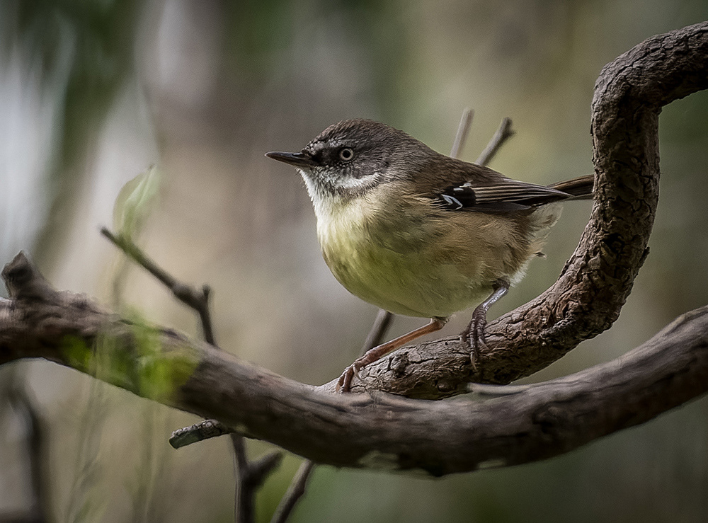 White-browed Scrubwren