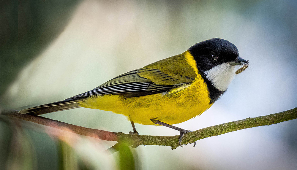 Golden Whistler