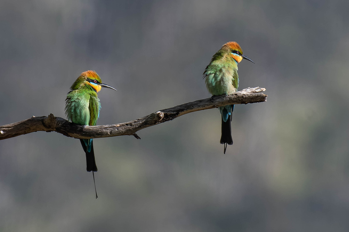 Rainbow Bee-eater