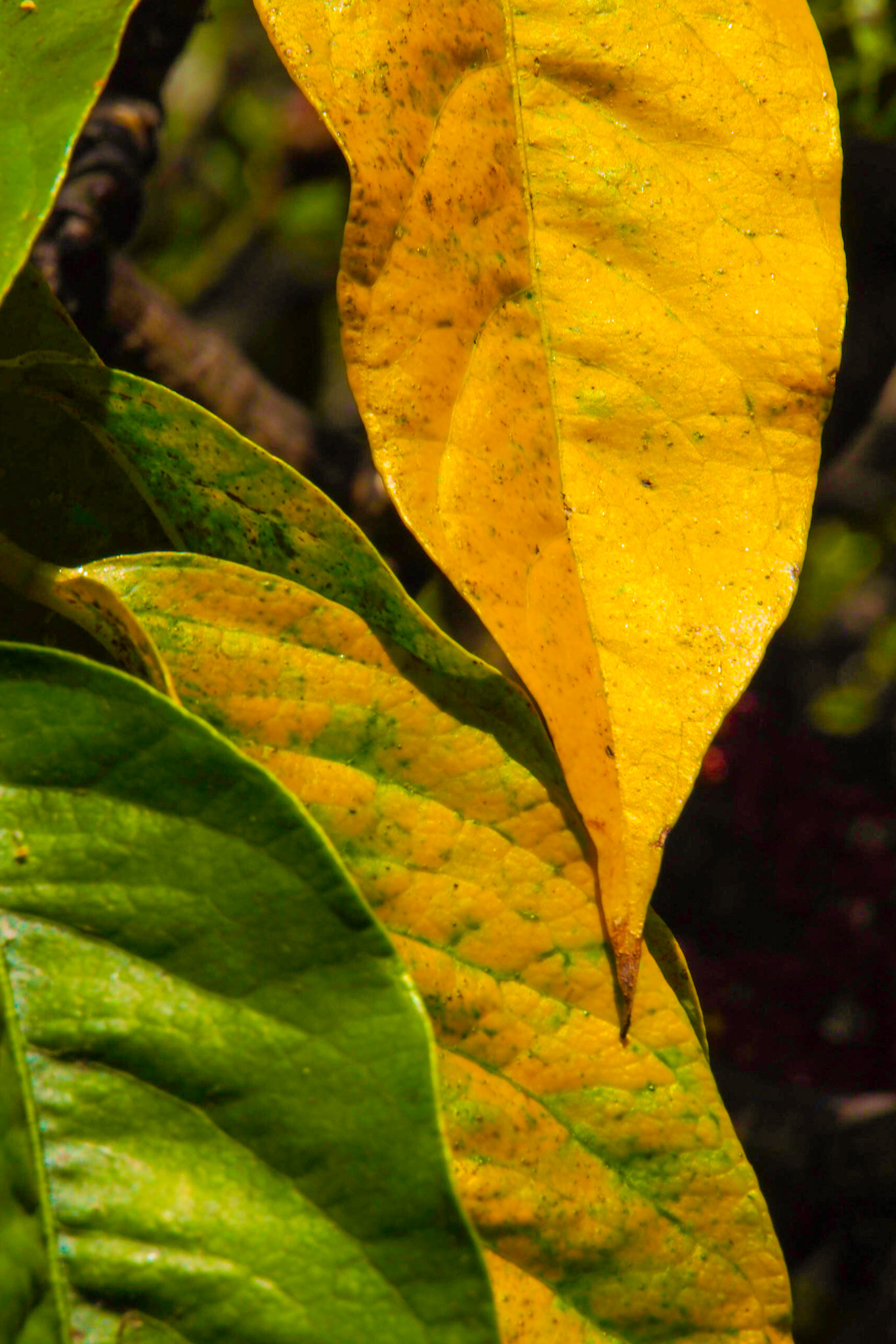 Botanischer Garten, Lissabon.