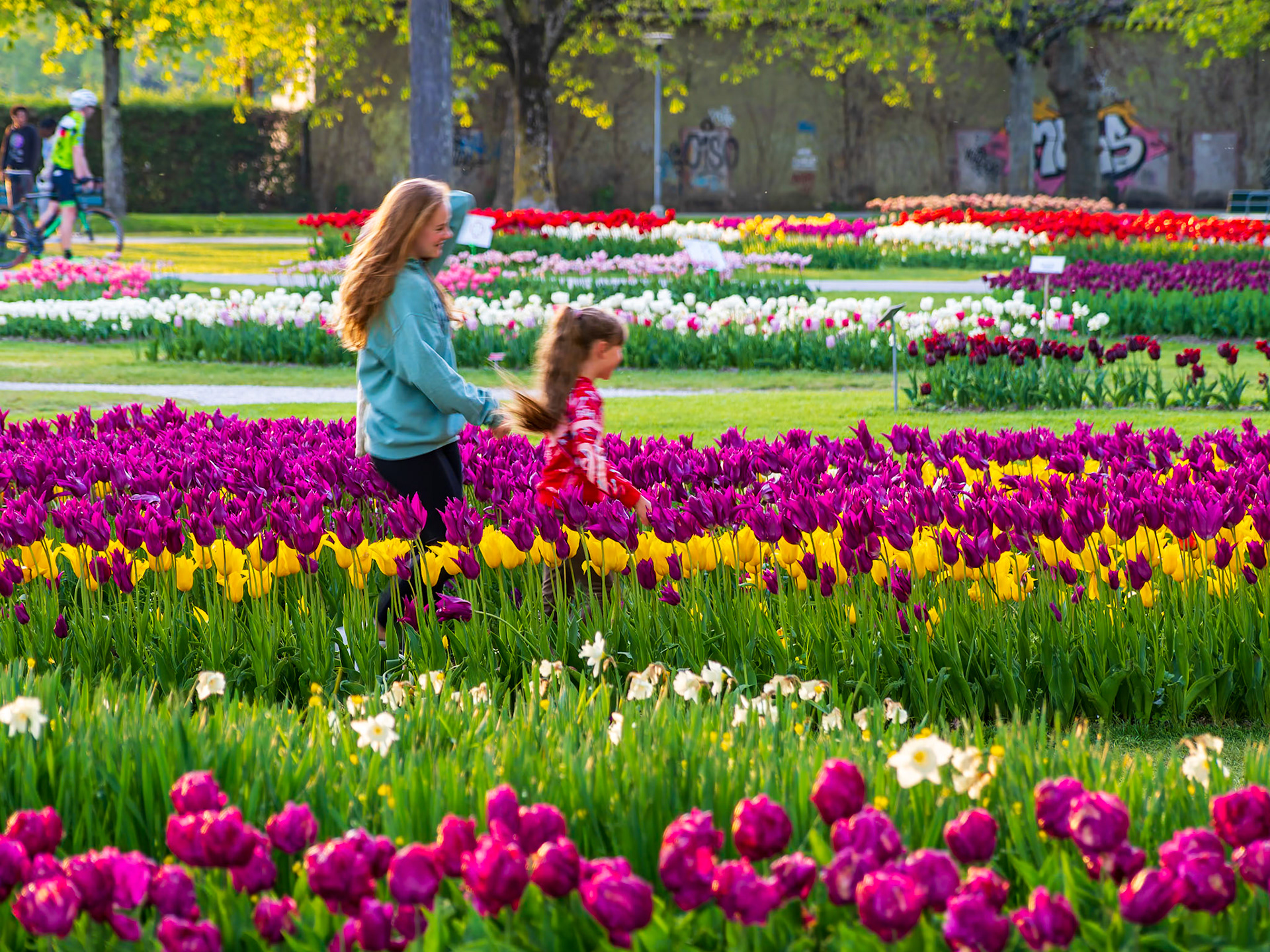 Tulip Festival in Morges, Switzerland