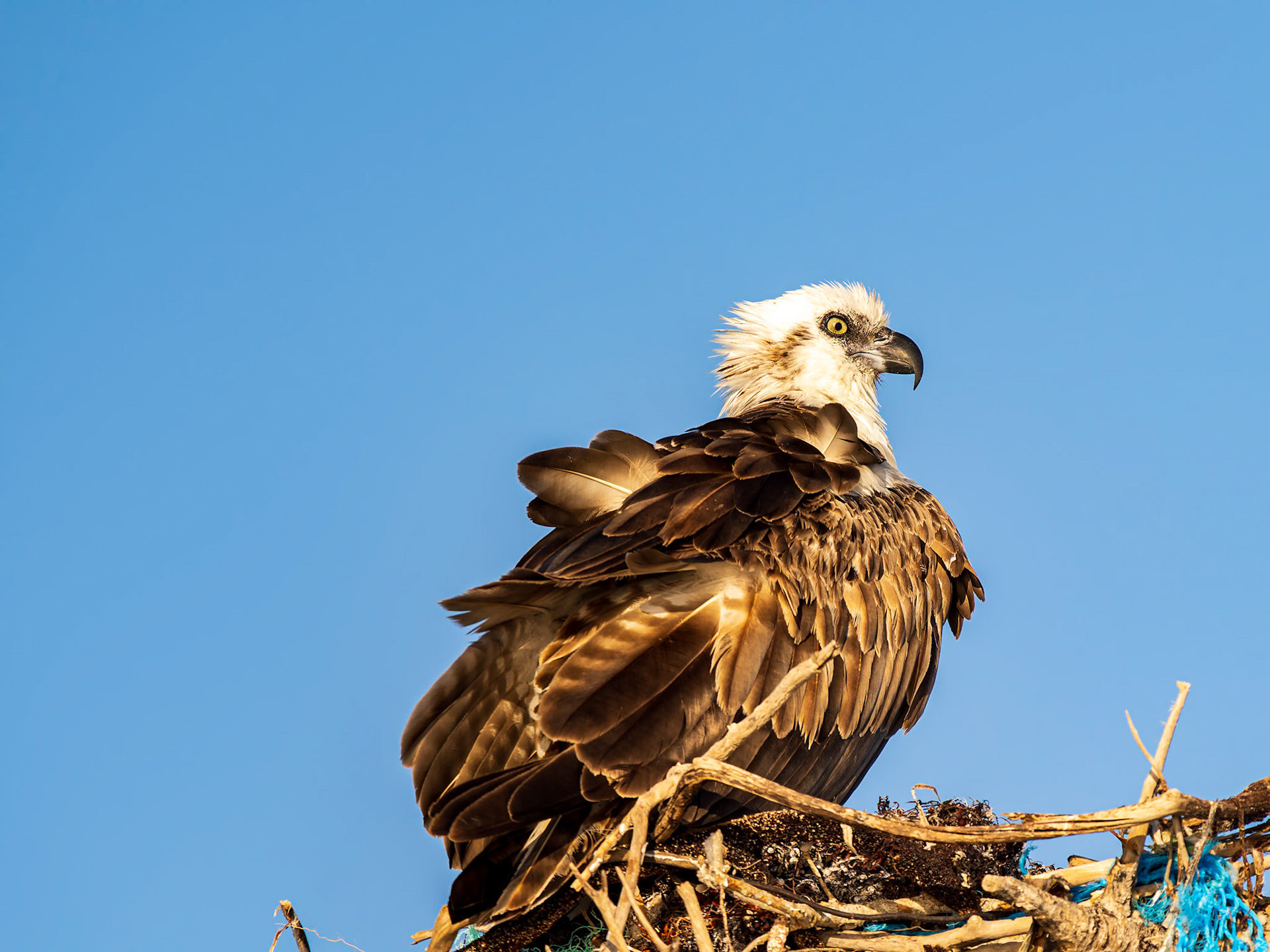 Osprey, Northwest Point, Providenciales, Turks and Caicos Islands