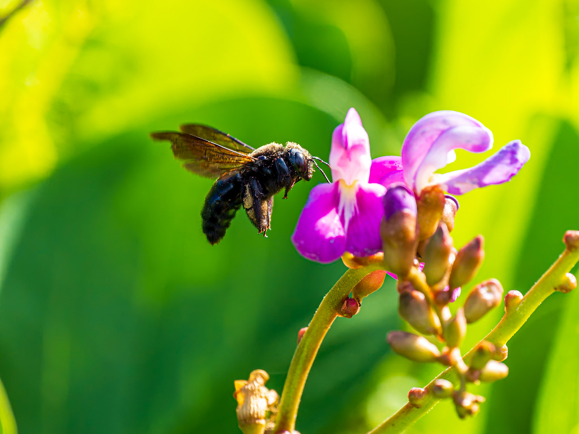 Bee and Flowers at Malcom's Beach,  Providenciales, Turks and Caicos Islands