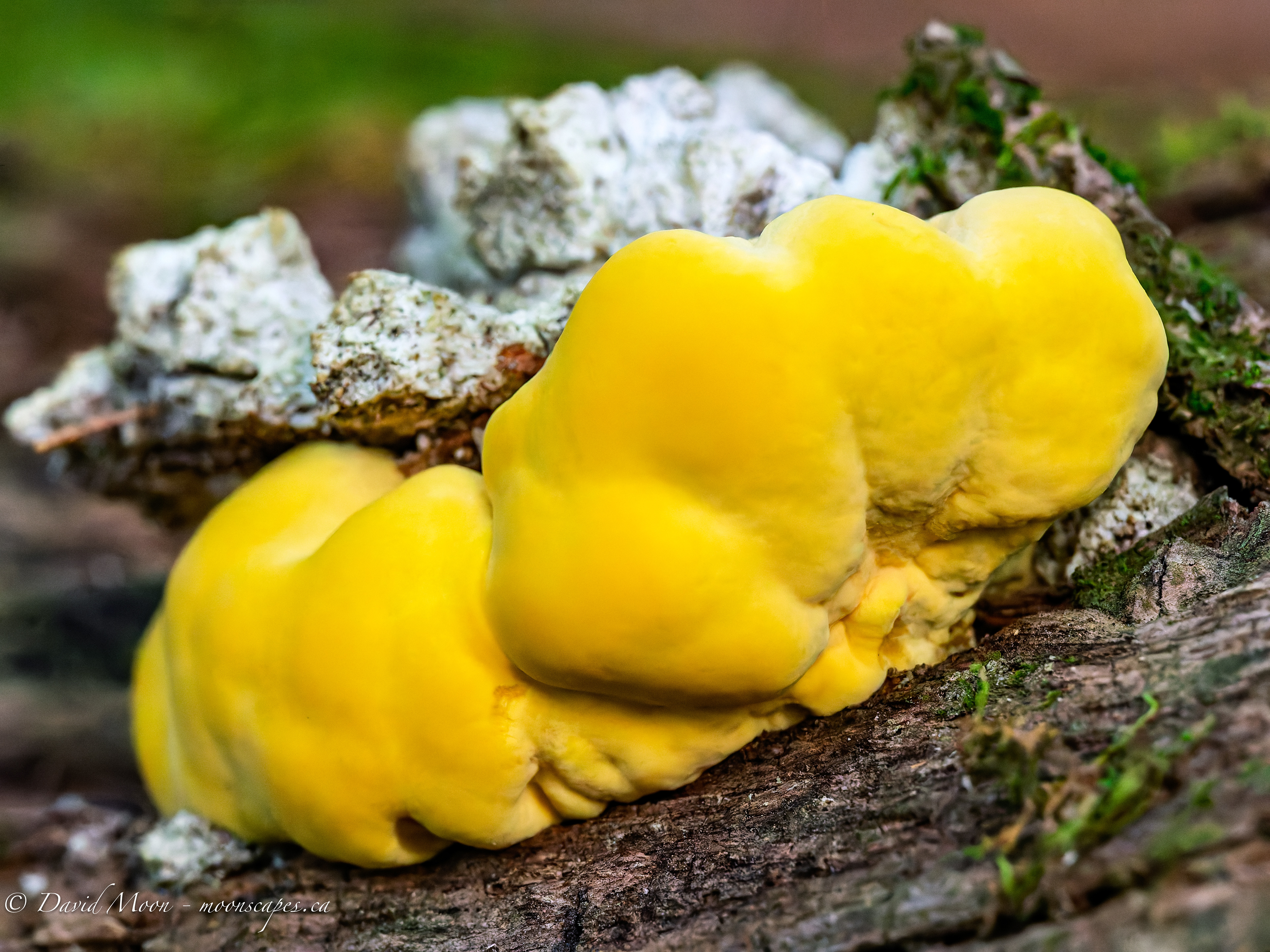 Yellow Fungus along the trail at the peak of The Lookout Scenic View, Haliburton Forest & Wildlife Reserve