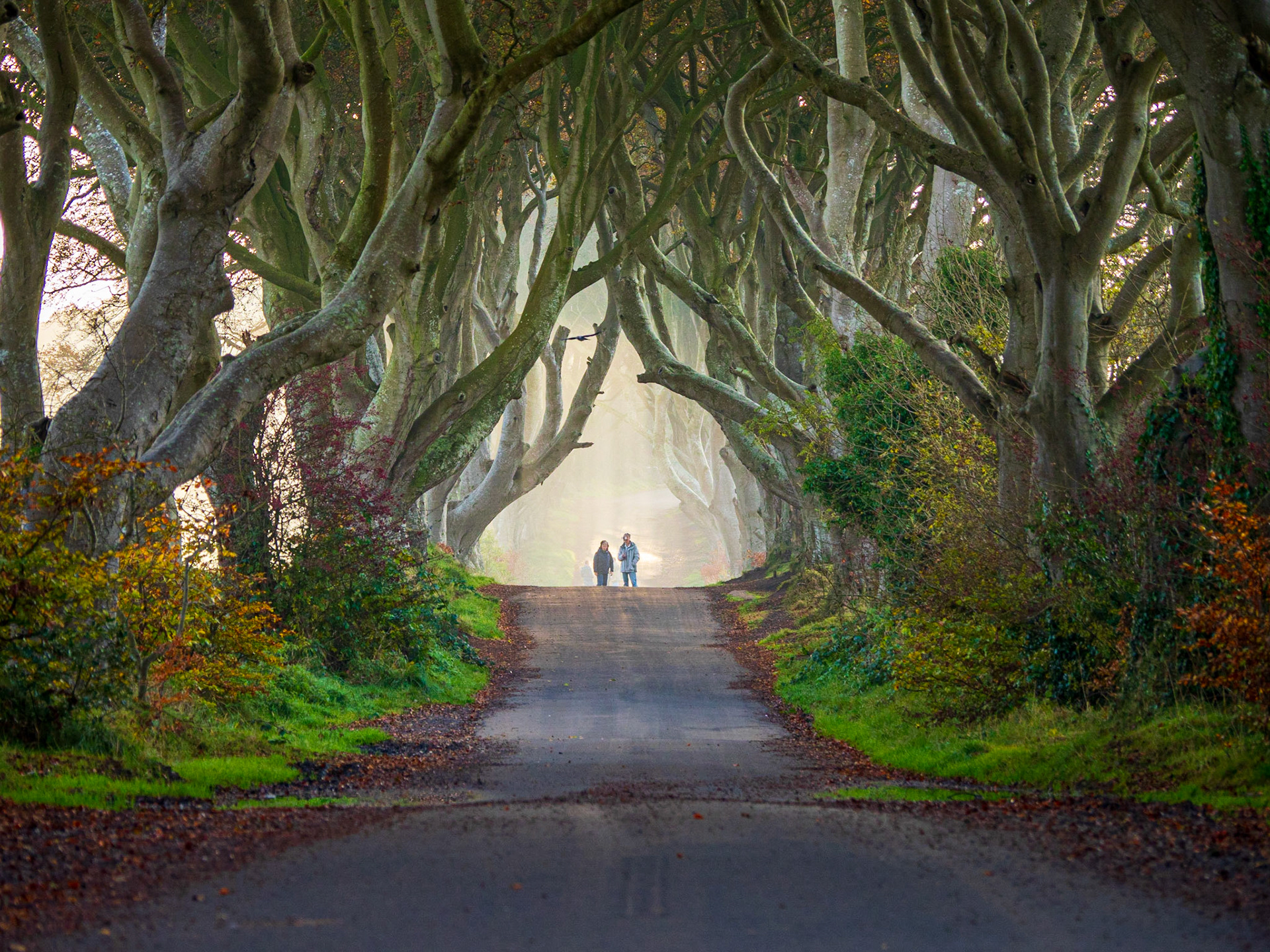Views of the Dark Hedges - 200 year old Beech Trees form a Tunnel, Bregagh Road, Ballymoney, Northern Ireland, UK
