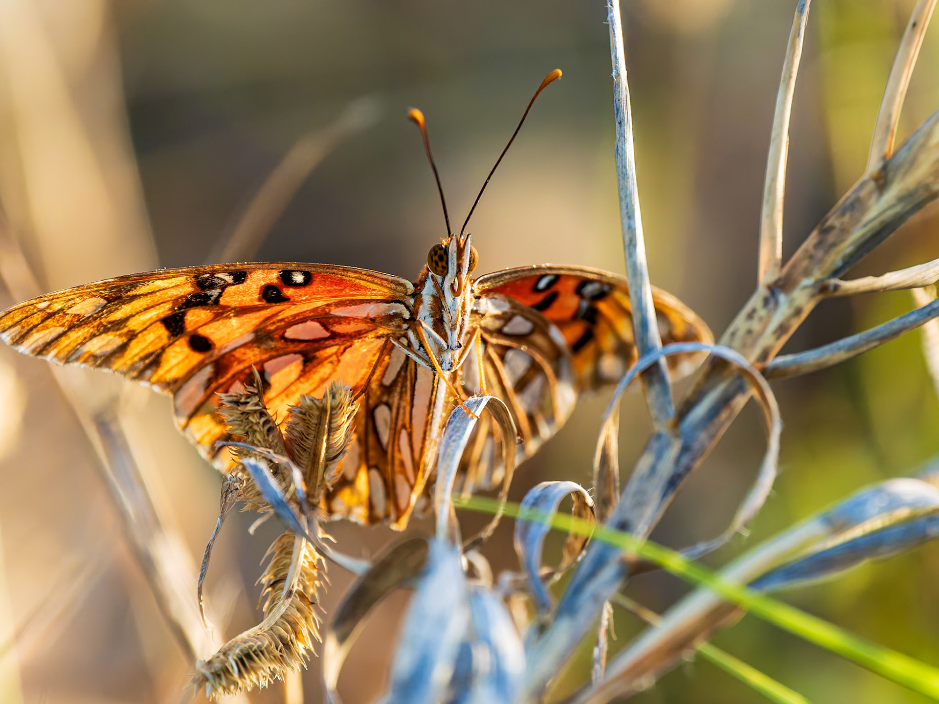 Gulf Fritillary, Northwest Point, Providenciales, Turks and Caicos Islands