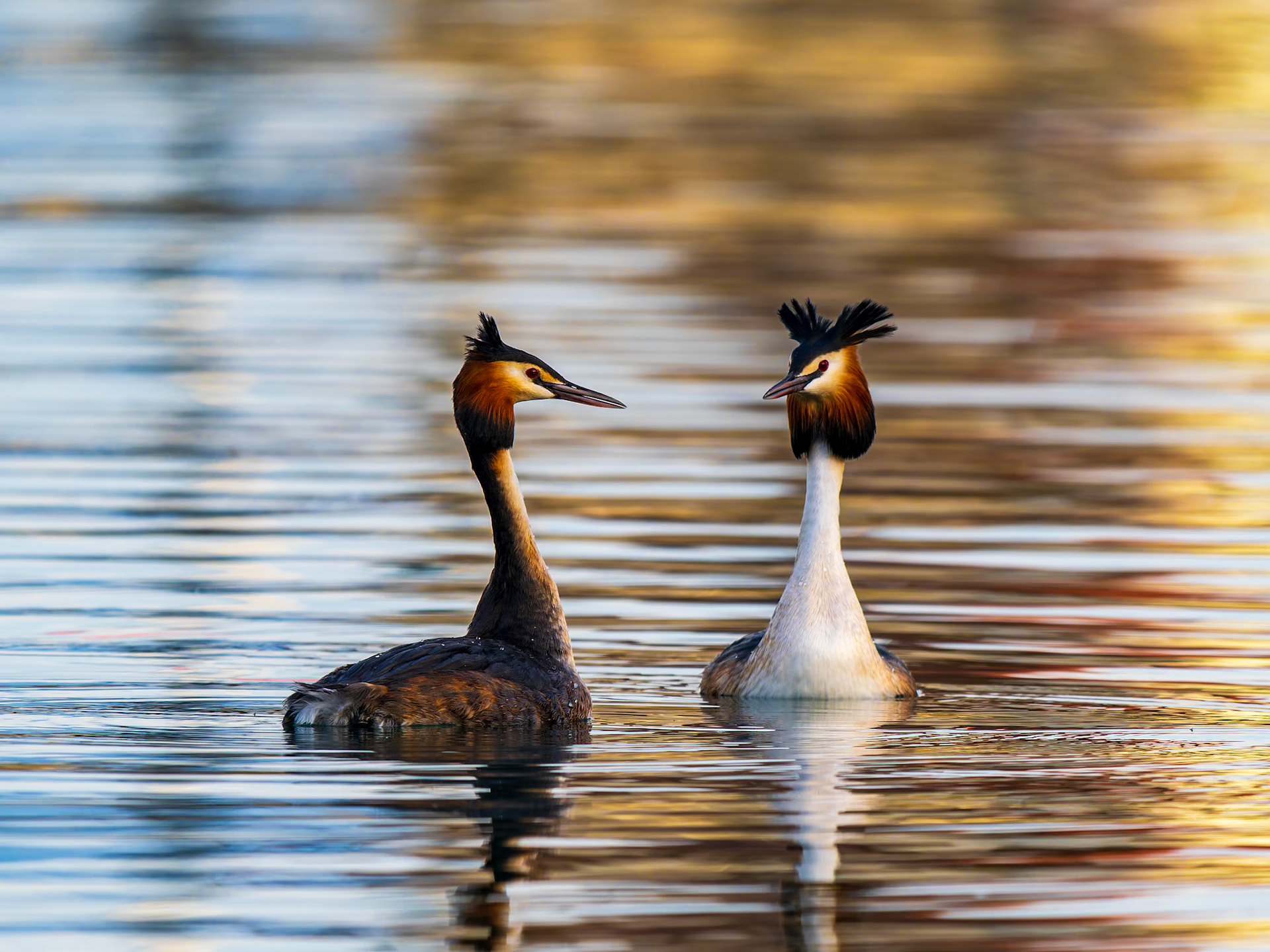 Great-crested Grebes in  Morges, Switzerland