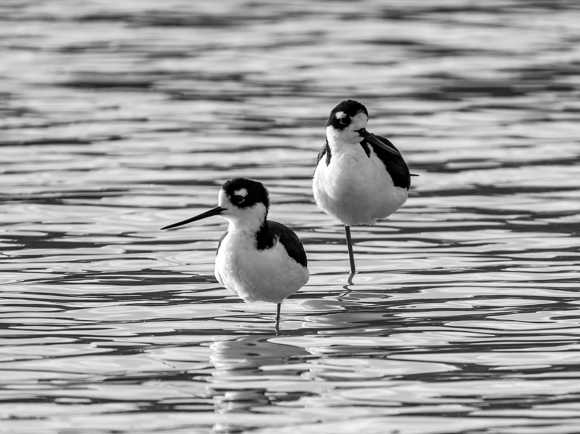 Black-necked Stilt in the Wheeland Ponds, Providenciales, Turks and Caicos Islands