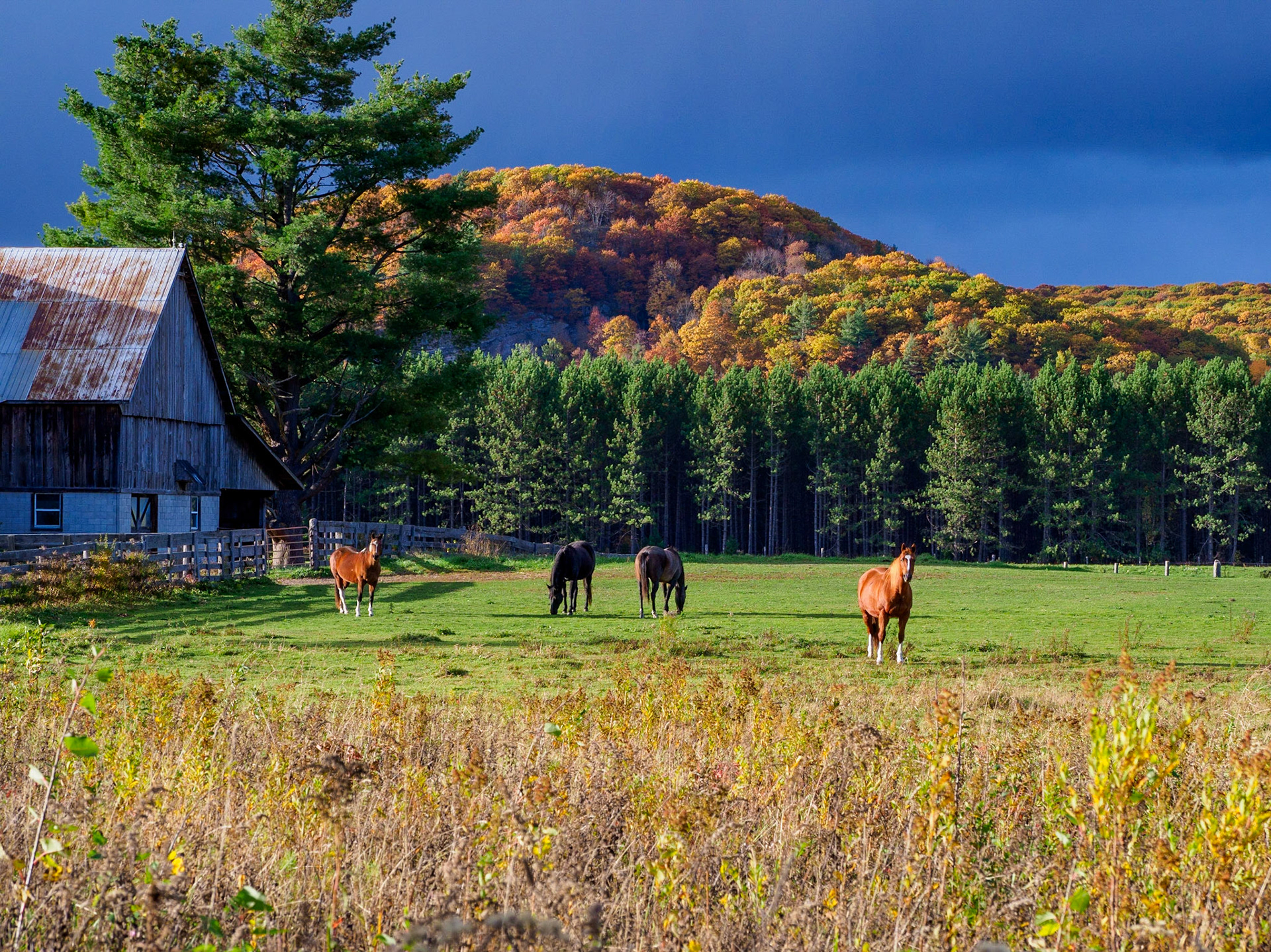 Horses in sunshine and fall colors under a dark sky, Haliburton, Ontario