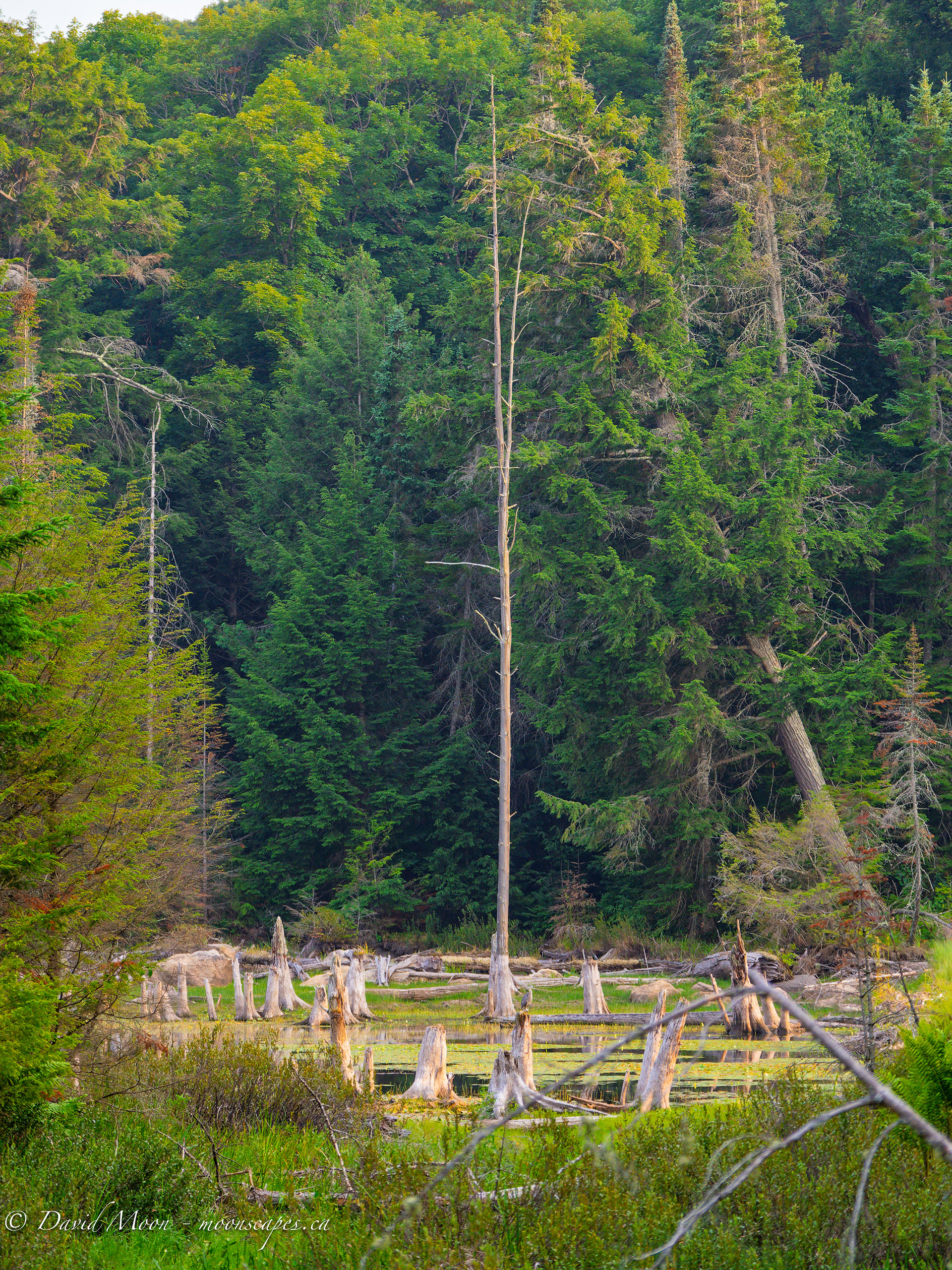 Viking Pond in the Haliburton Forest & Wildlife Reserve