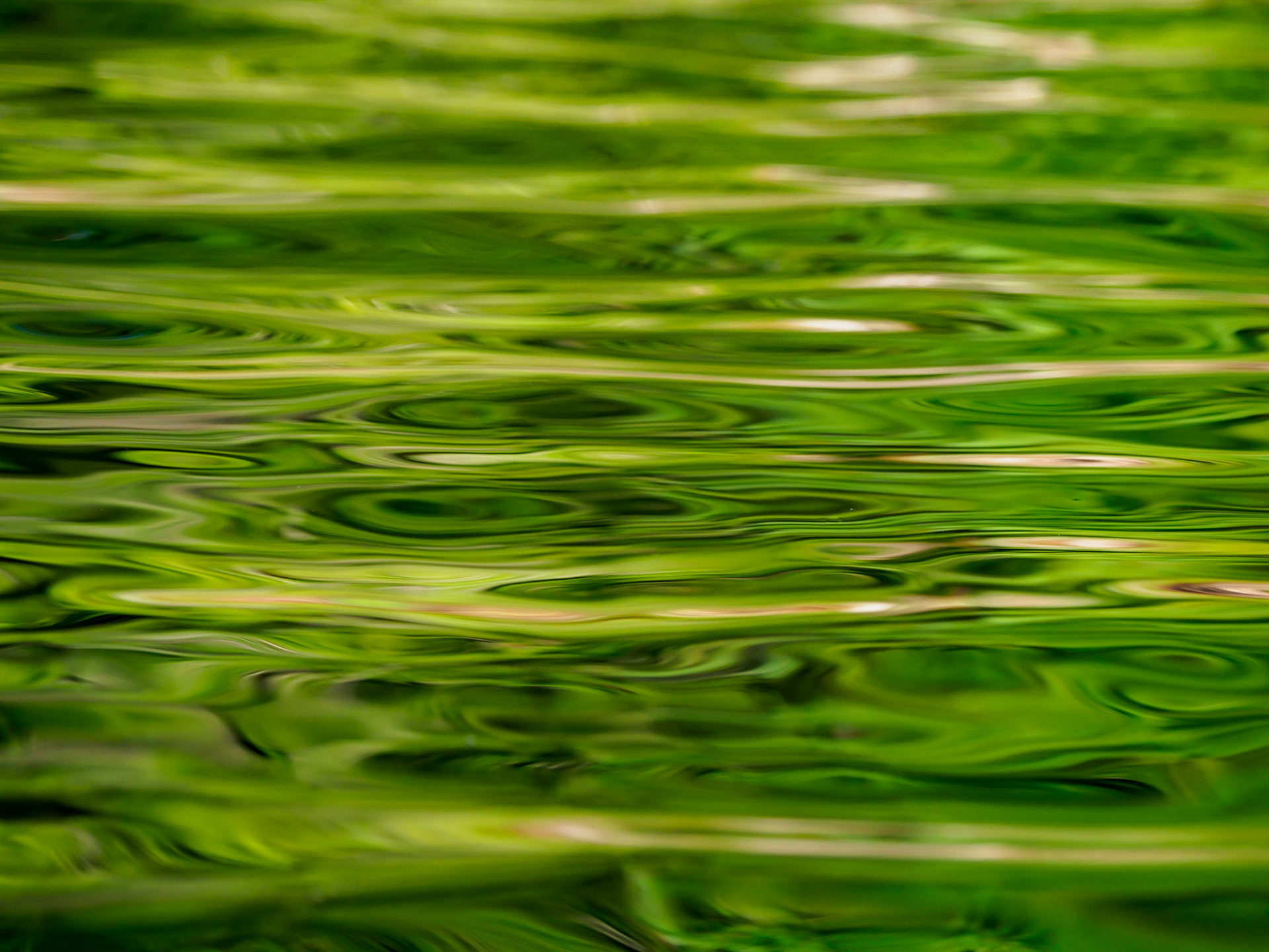 Green waves on Kennisis Lake, Halliburton, Ontario