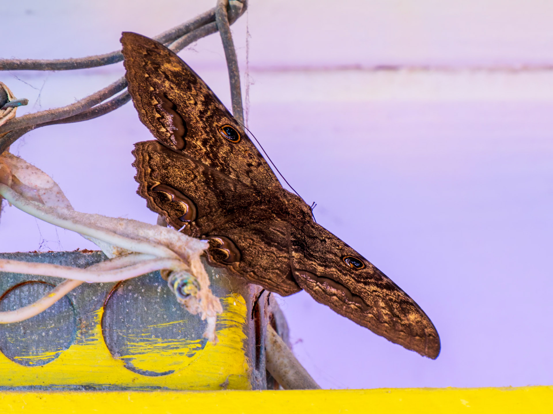 Moth at Rickie's Flamingo Cafe, Grace Bay, Providenciales, Turks and Caicos Islands