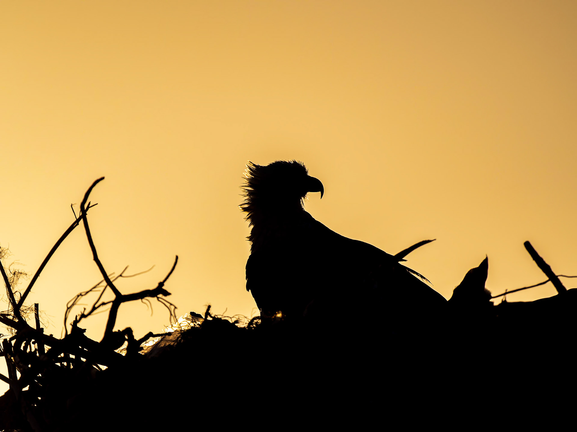 Osprey, Northwest Point, Providenciales, Turks and Caicos Islands