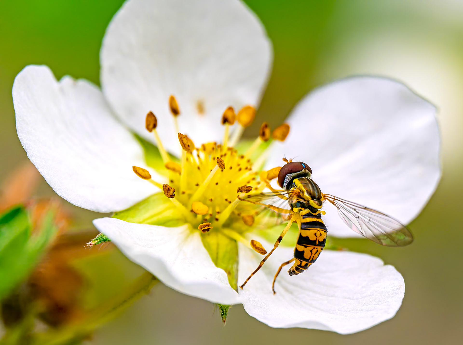 The insect captured in the photograph taken in June 2025 near Kennisis Lake, Ontario, has been definitively identified as Toxomerus marginatus, commonly known as the Margined Calligrapher. This precise identification was achieved through a meticulous morphological analysis, focusing on key distinguishing features such as the single pair of wings, large contiguous eyes, short antennae, slender body, and, most critically, the intricate and characteristic yellow and black abdominal pattern with oblique spots and a narrow yellow margin. These features collectively differentiate it from bees, wasps, and other similar-looking hoverfly species common to Ontario. The presence of Toxomerus marginatus in the Kennisis Lake region is consistent with its known distribution across North America.The Margined Calligrapher plays a dual and indispensable role in its ecosystem. As an adult, it serves as an essential pollinator, contributing significantly to plant reproduction and biodiversity by feeding on nectar and pollen from a wide array of flowers. In its larval stage, it acts as a highly effective natural predator of common agricultural and garden pests, including aphids, thrips, and small caterpillars, thereby providing valuable biological control services.