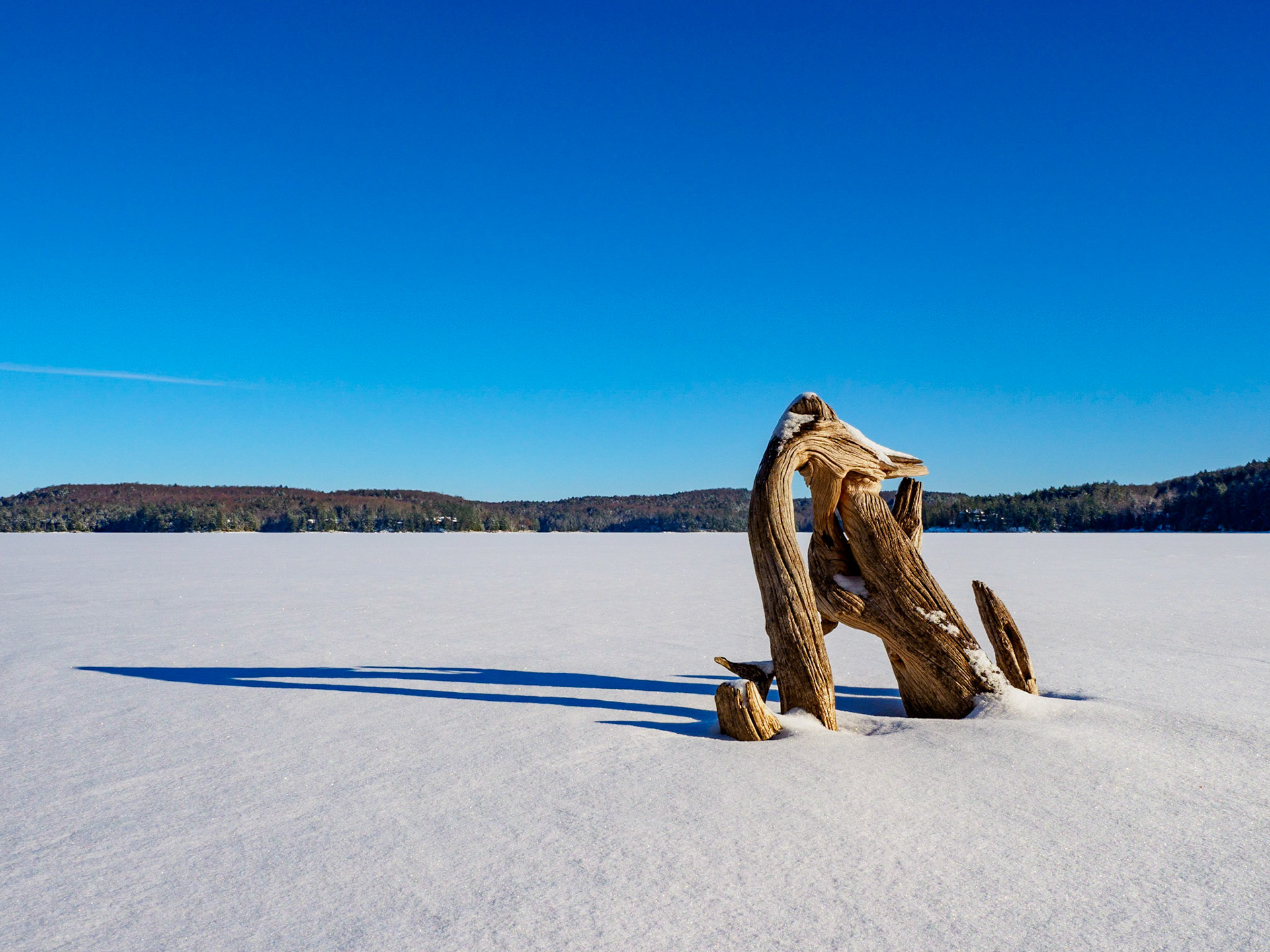 Kennisis Lake Driftwood in the Ice and Snow