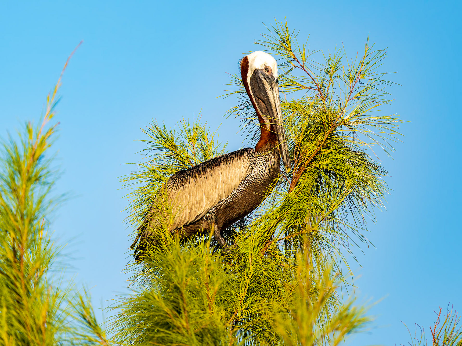 Peilican at Northwest Point, Providenciales, Turks and Caicos Islands