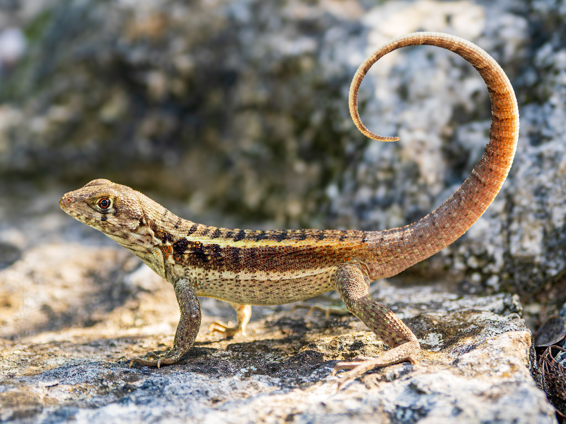 Curly-tailed Lizard, Sapodilla Hill, Providenciales, Turks and Caicos Islands