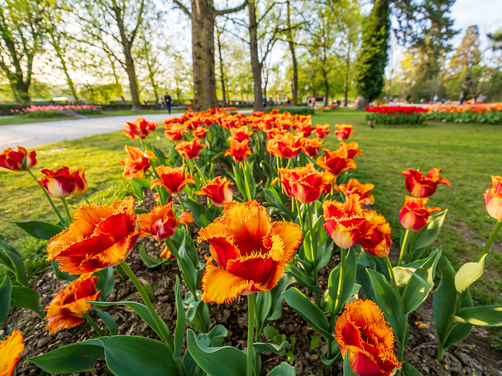 Tulip Festival in Morges, Switzerland