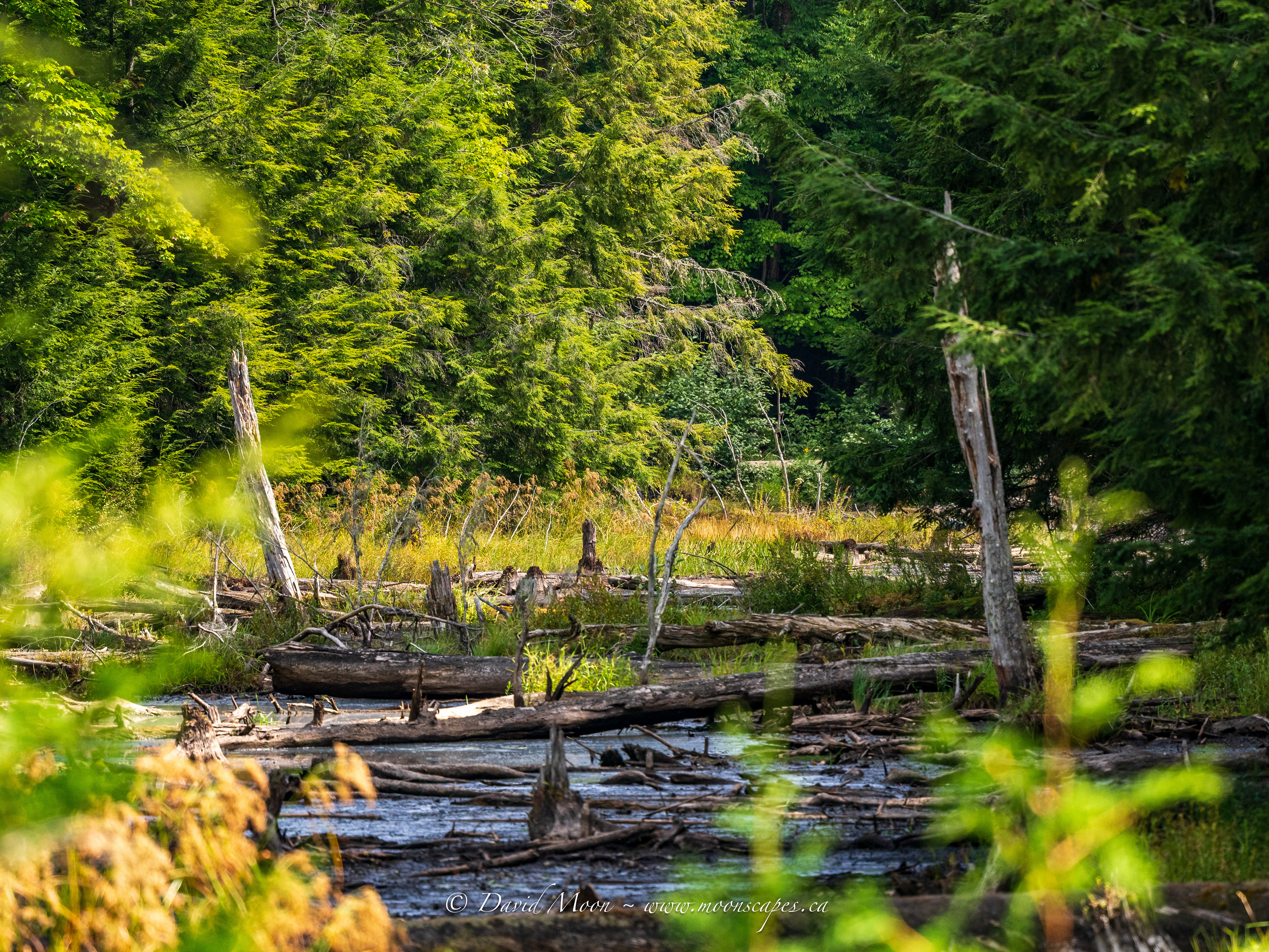 Along Hopkinson Pond Trail