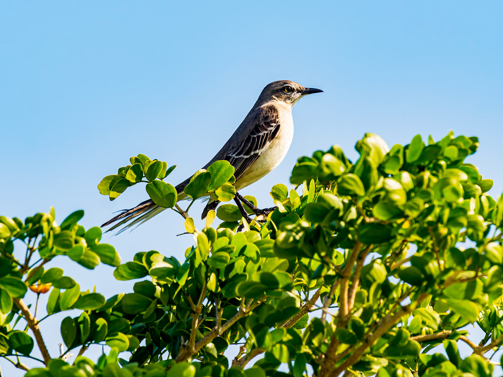 Northern Mockingbird at Malcom's Beach, Providenciales, Turks and Caicos Islands