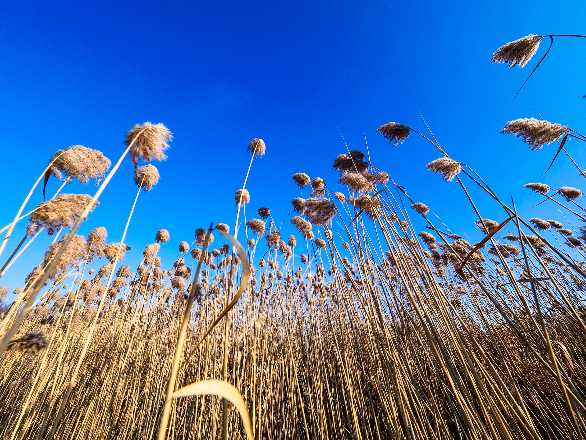 Tall Grass Milton, Ontario, Canada