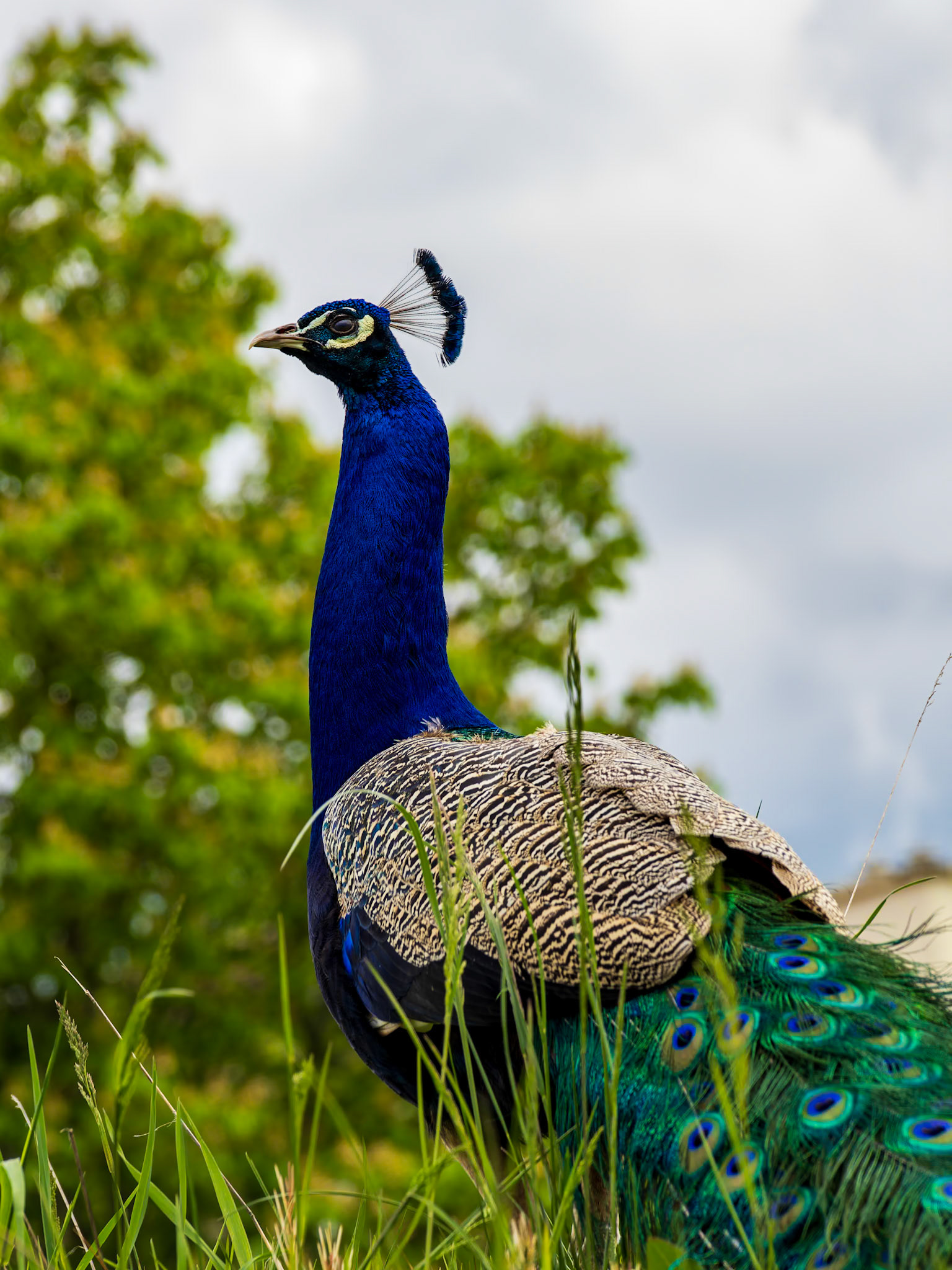 Peacock near UN Building in Geneva Switzerland