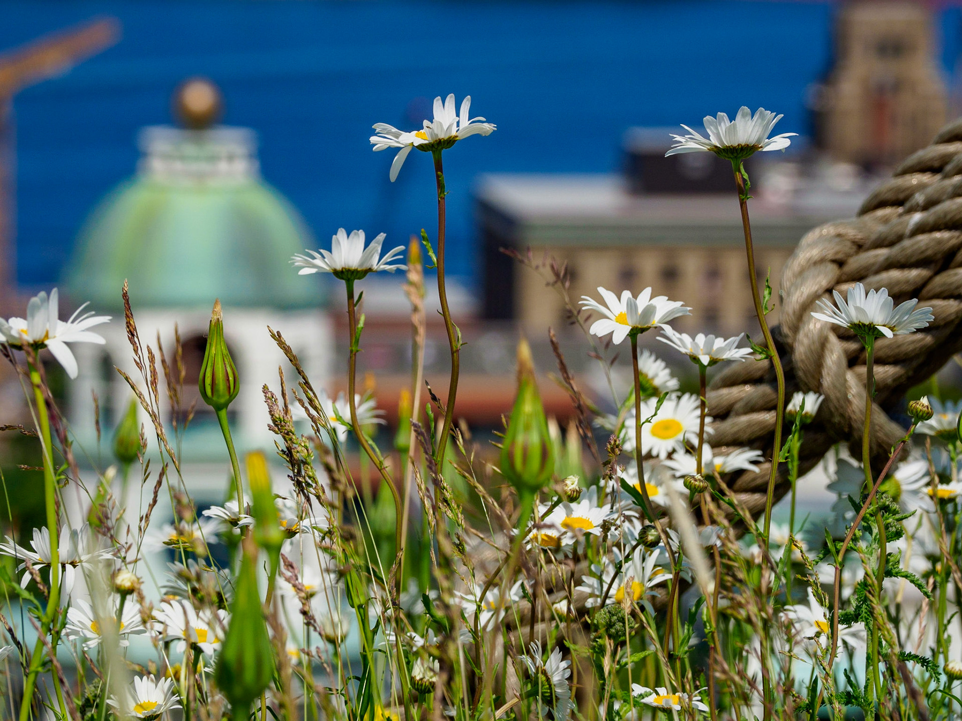 Flowers at Halifax Citadel, Nova Scotia