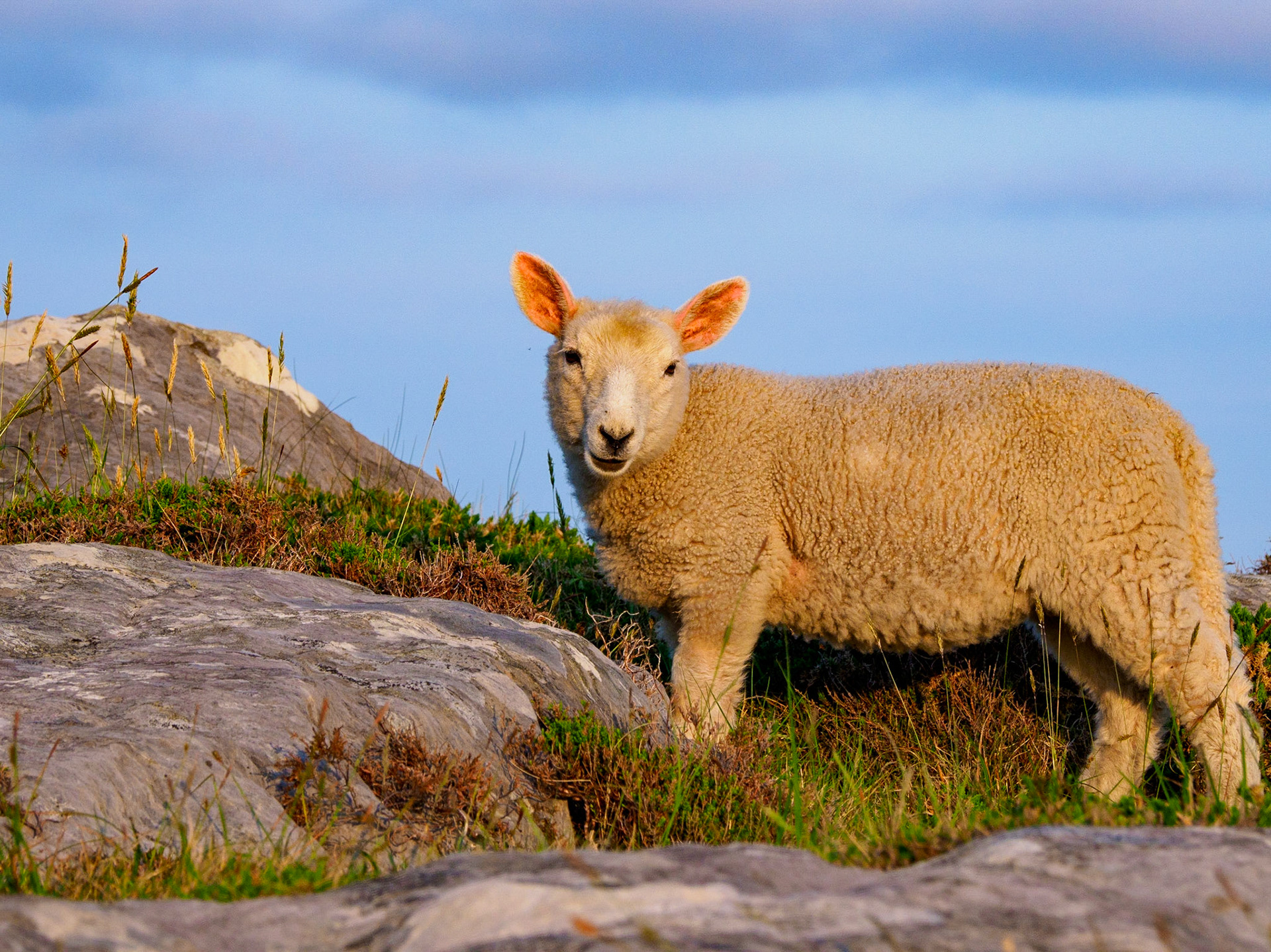 Hiking to the End of Sheep's Head Peninsula