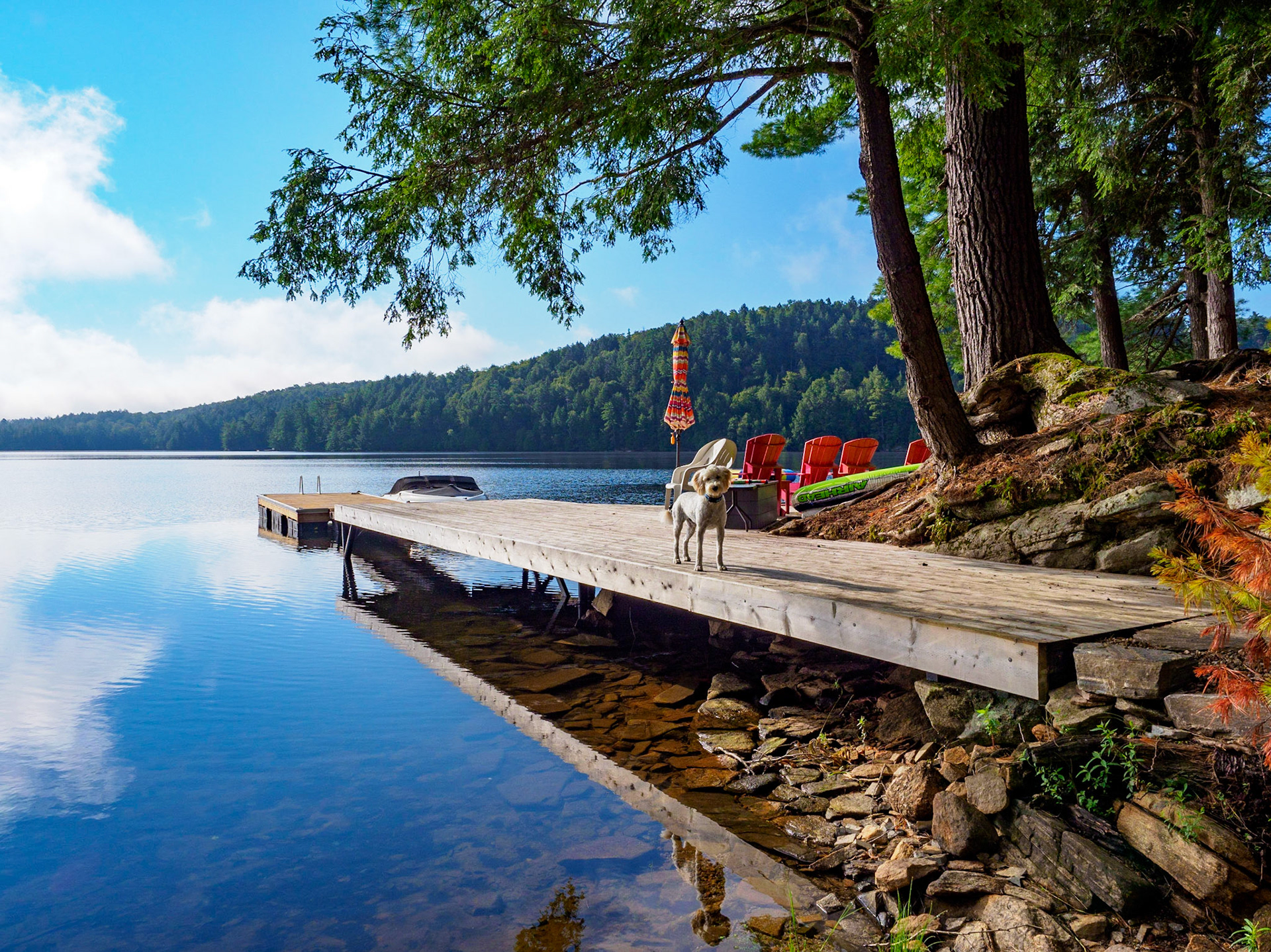 Topper the labradoodle on the Dock, Kennisis Lake, Haliburton, Ontario