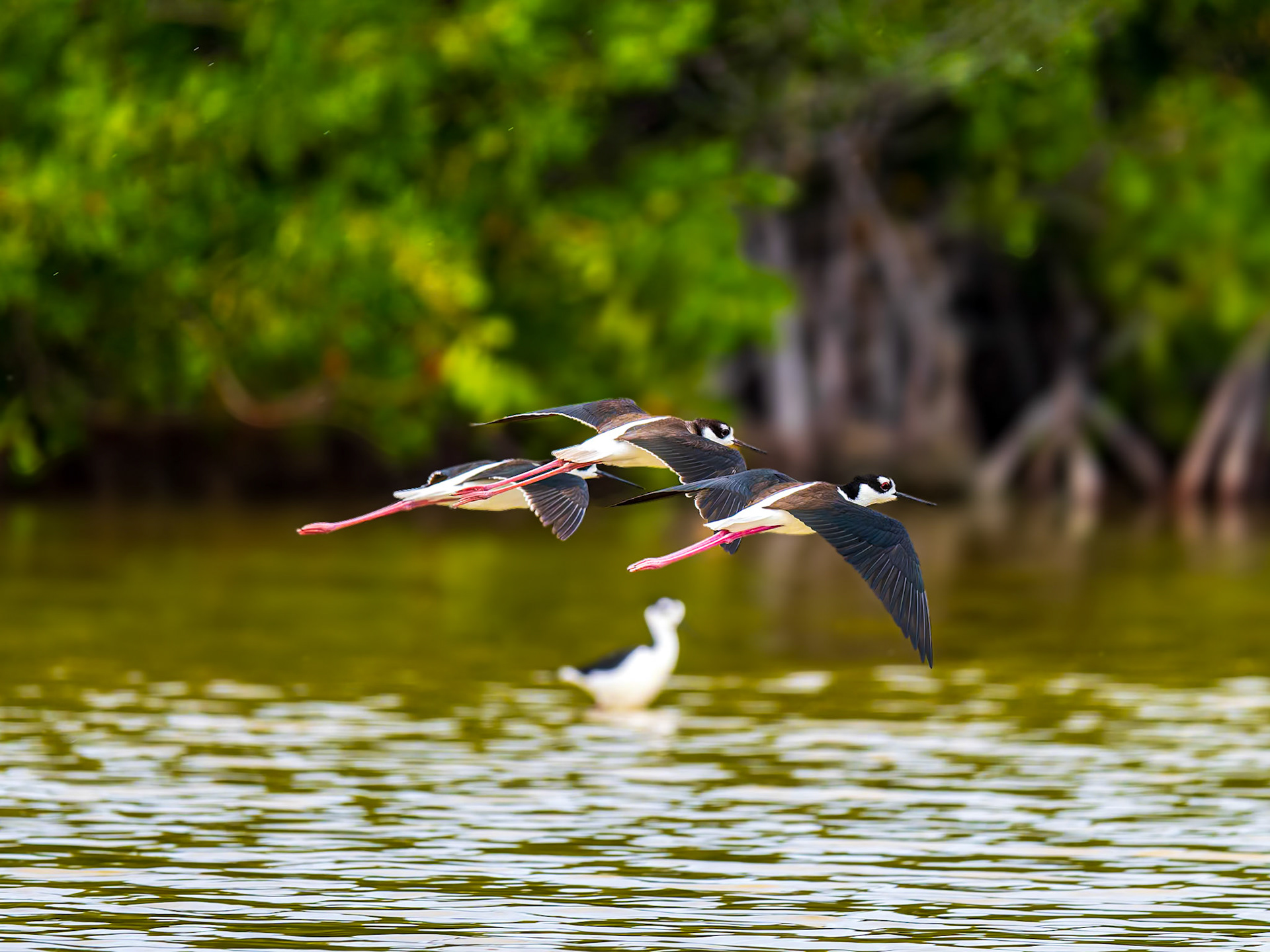 Black-necked Stilt in the Wheeland Ponds, Providenciales, Turks and Caicos Islands