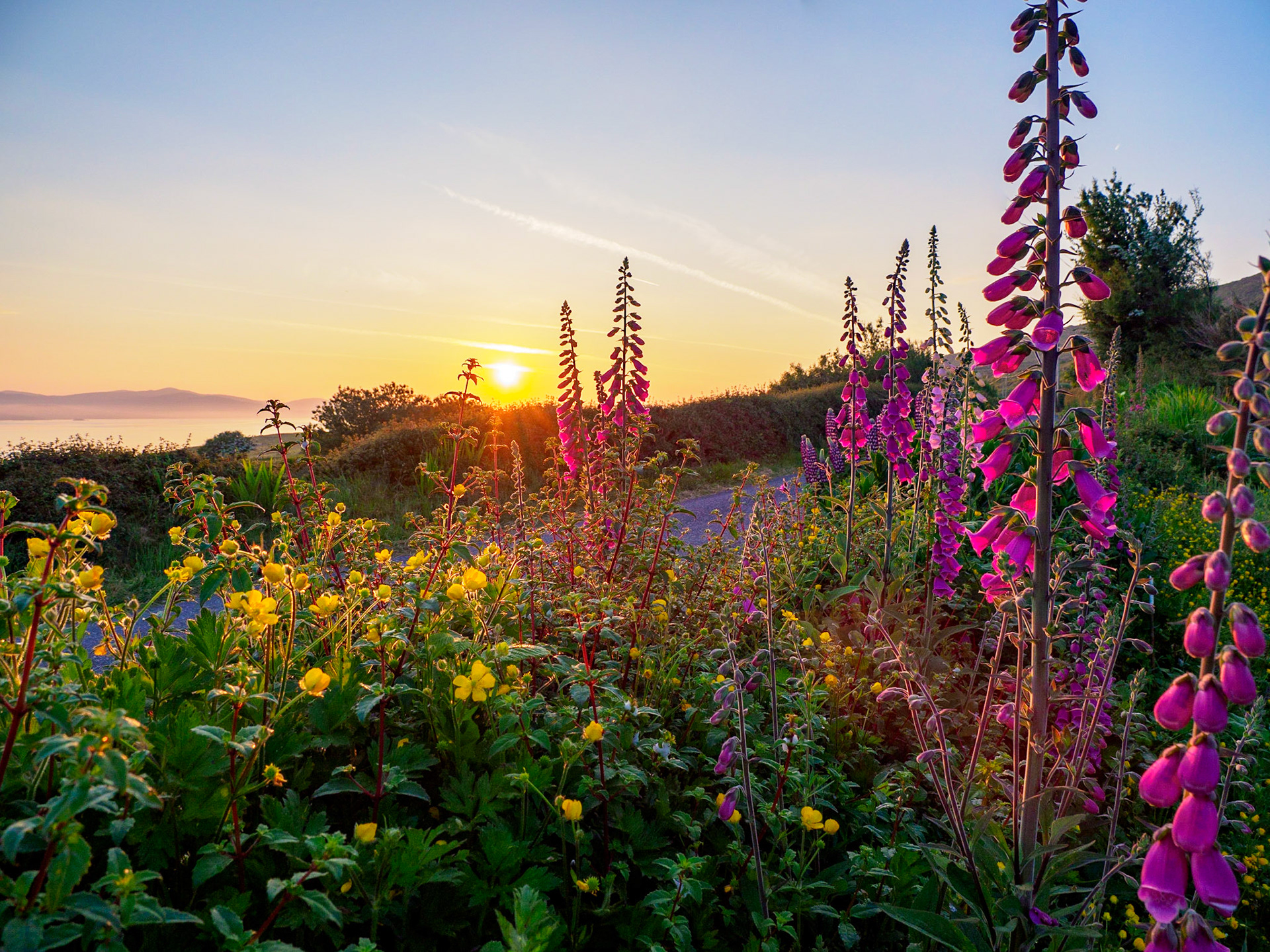 Sunrise and wildflowers, Sheep's Head Peninsula, Ireland
